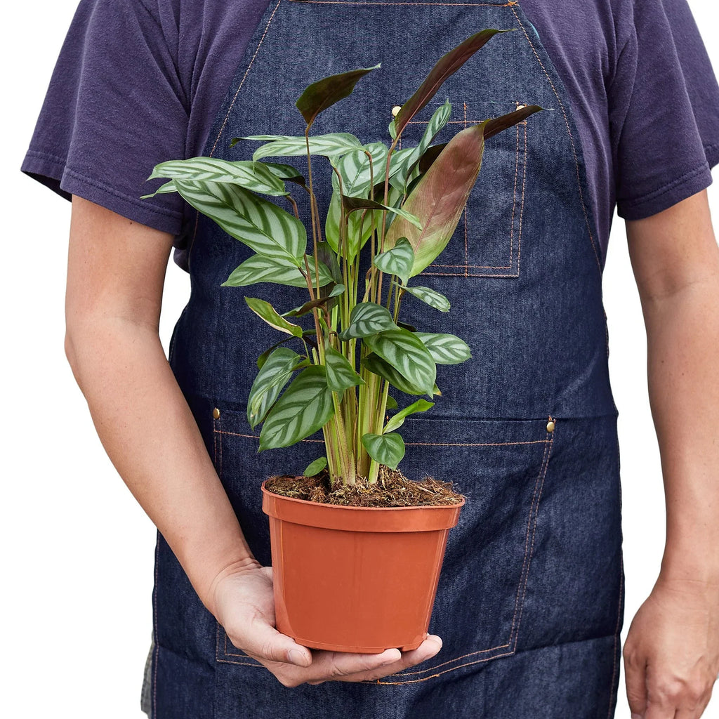 Calathea 'Grey Star' - Holiday Corner