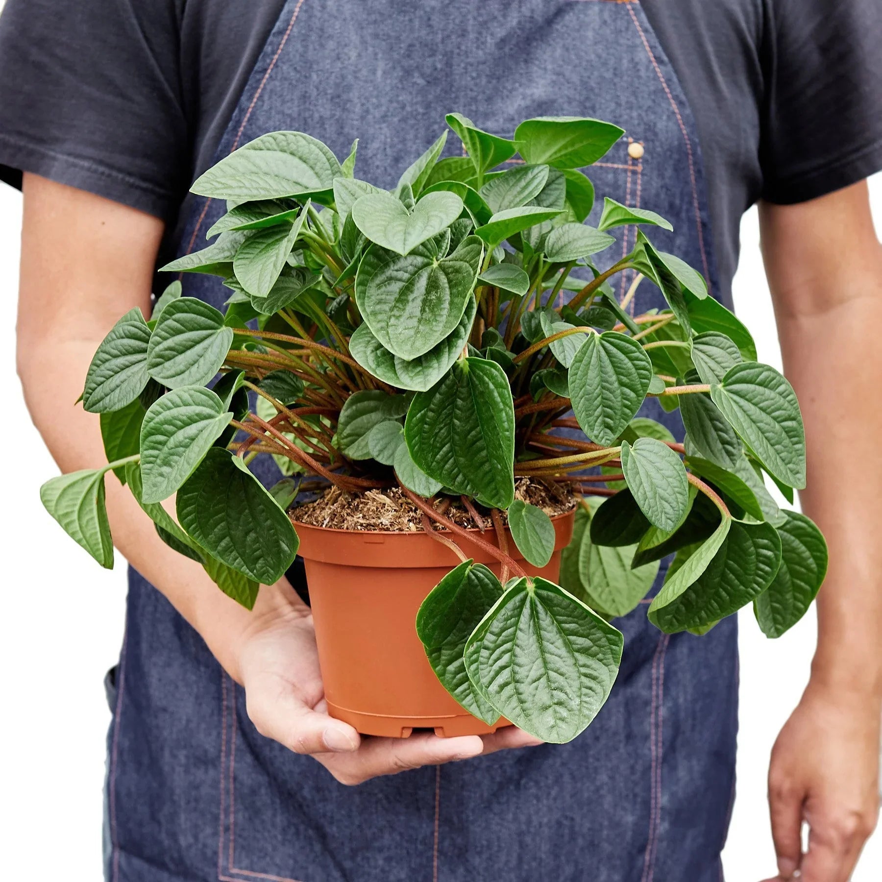 Peperomia 'Rana Verde' - Holiday Corner