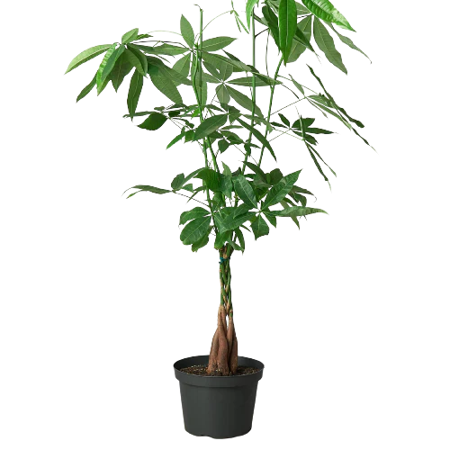Money Tree 'Guiana Chestnut' Pachira Braid - Holiday Corner