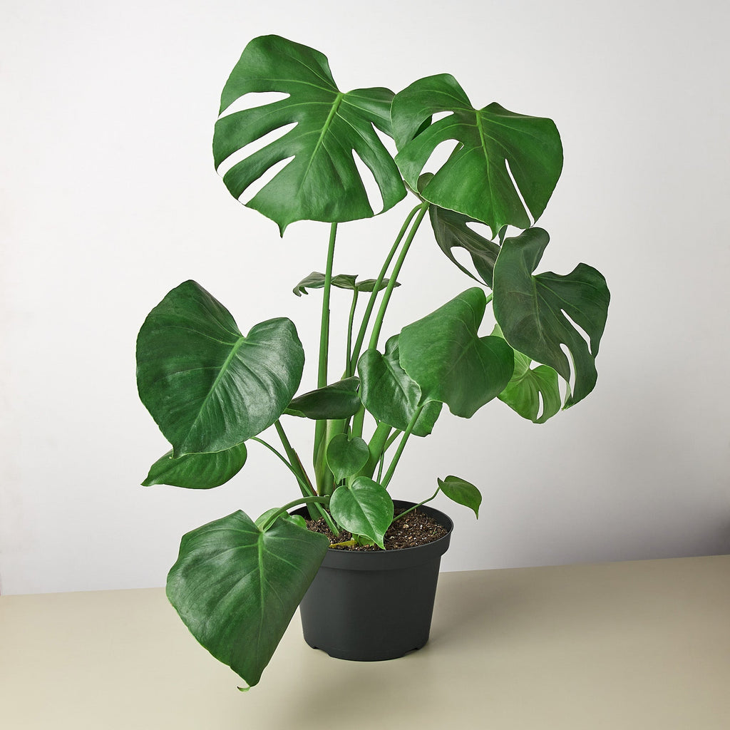 Monstera 'Split-Leaf' - Holiday Corner