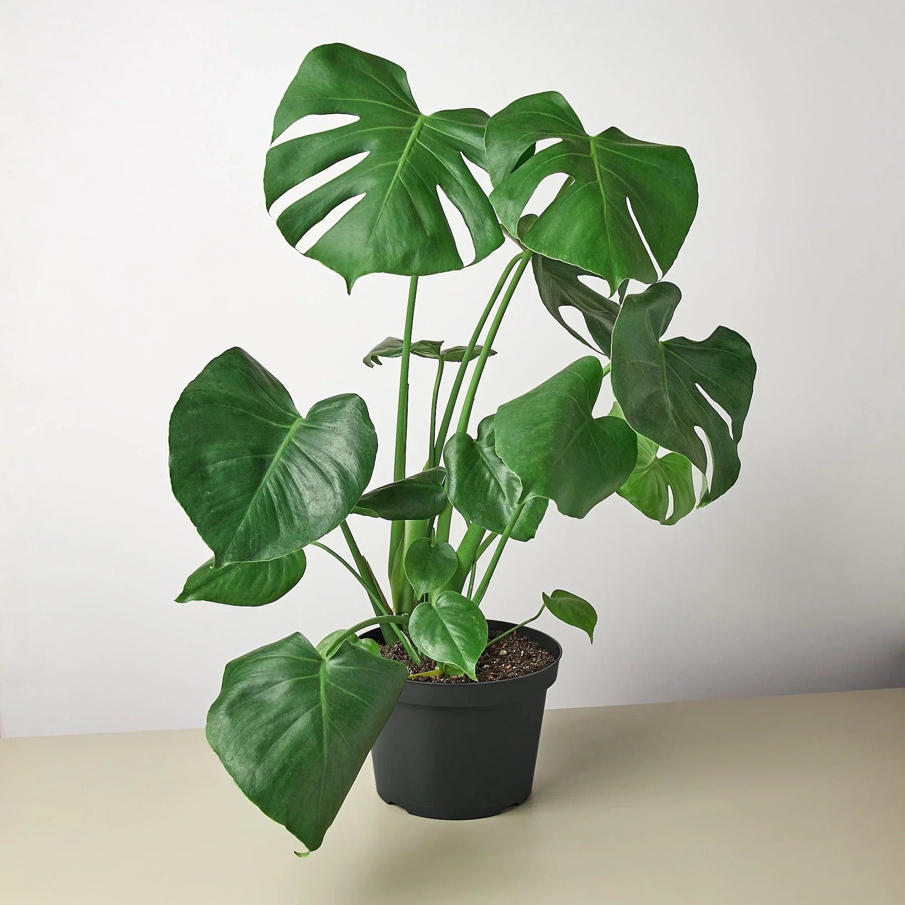 Philodendron Monstera Split-Leaf - Holiday Corner