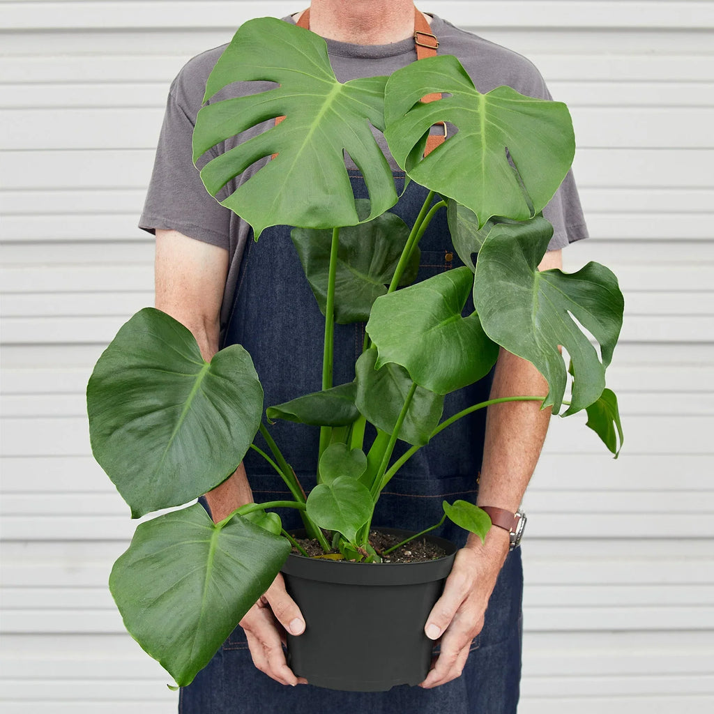 Philodendron Monstera Split-Leaf - Holiday Corner
