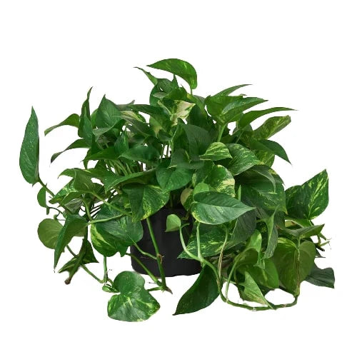 Pothos 'Golden' - Holiday Corner