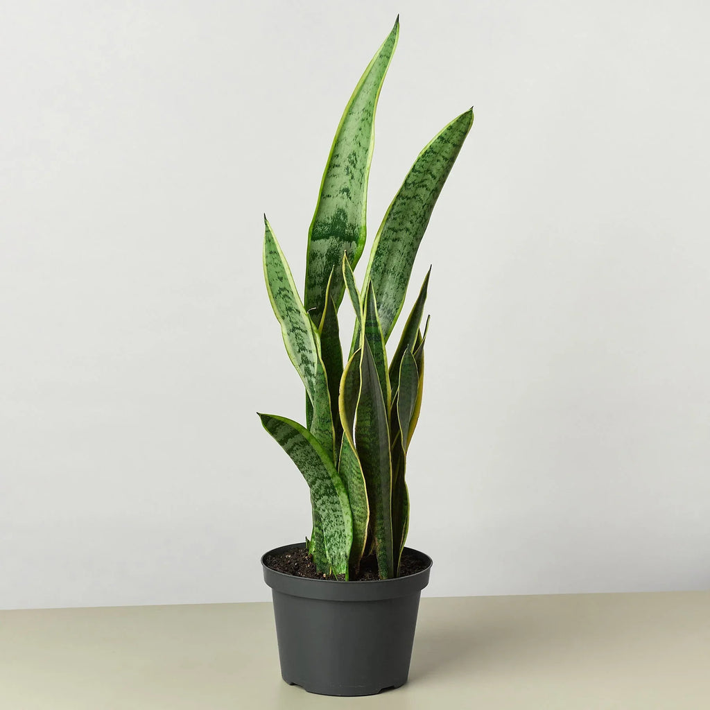 Snake Plant Laurentii - Holiday Corner