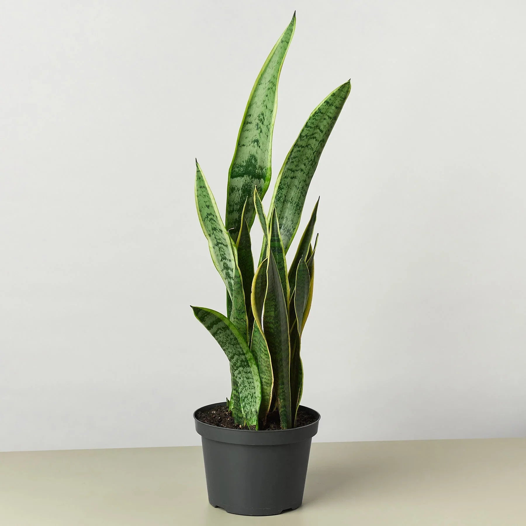 Snake Plant Laurentii - Holiday Corner