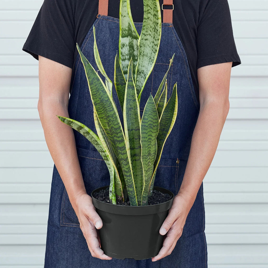 Snake Plant Laurentii - Holiday Corner
