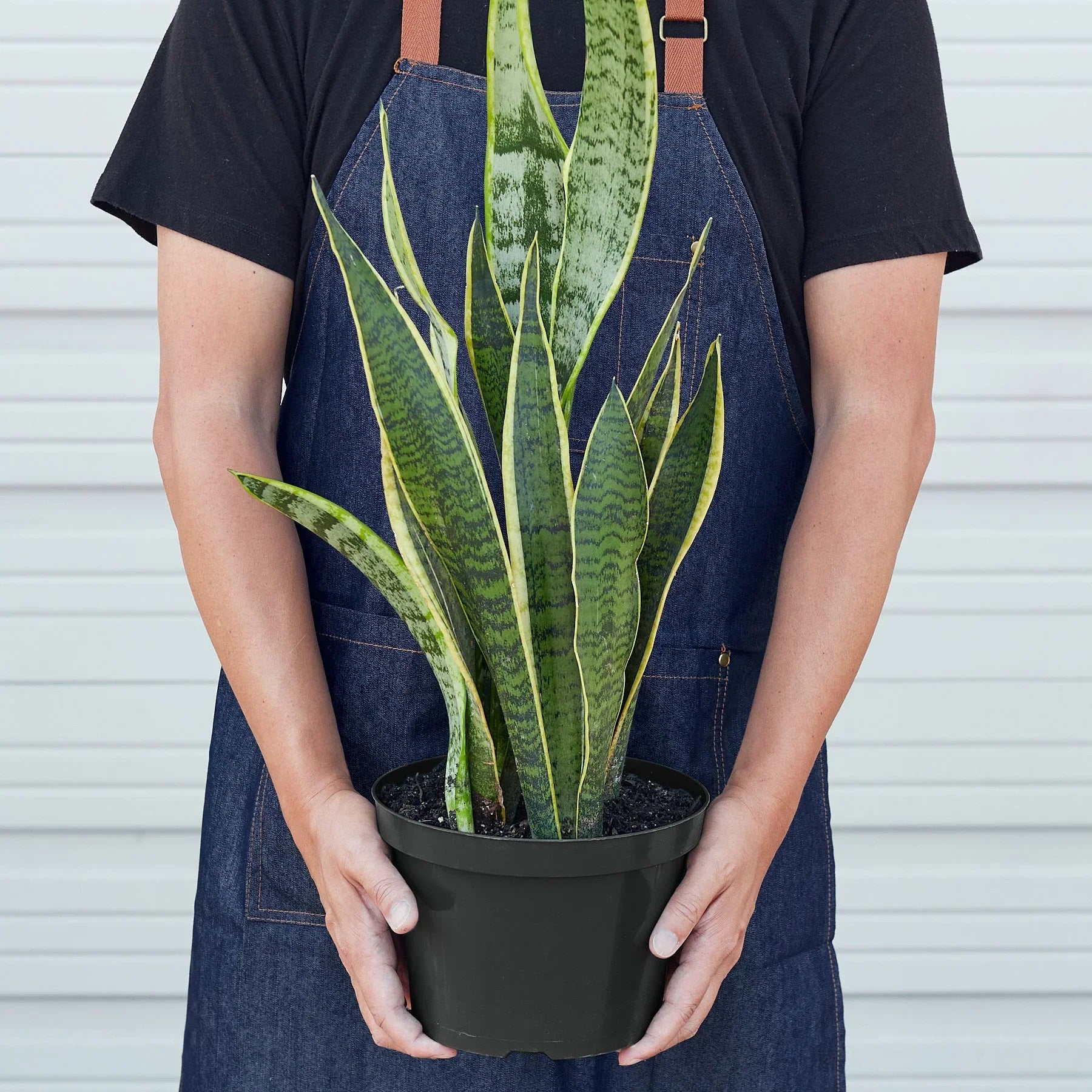 Snake Plant Laurentii - Holiday Corner
