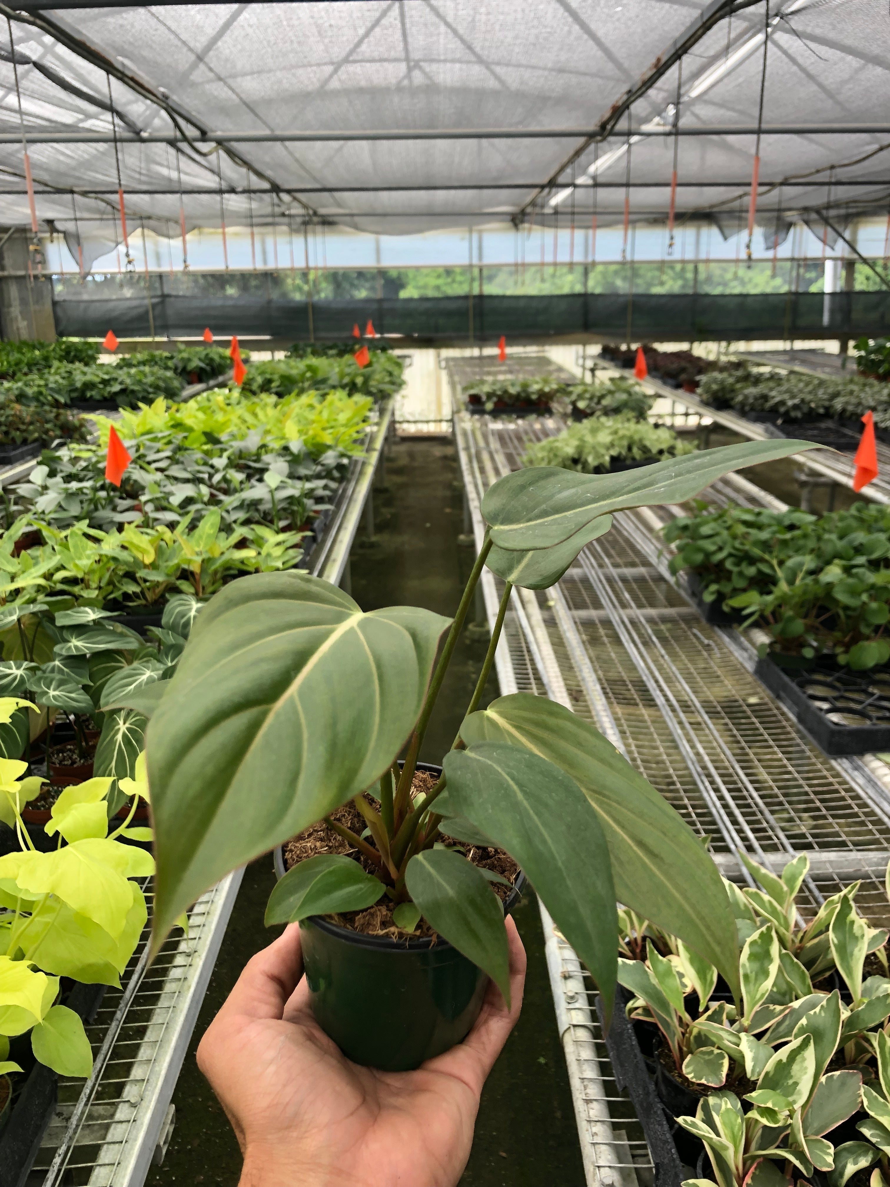 Philodendron 'Summer Glory' - Holiday Corner