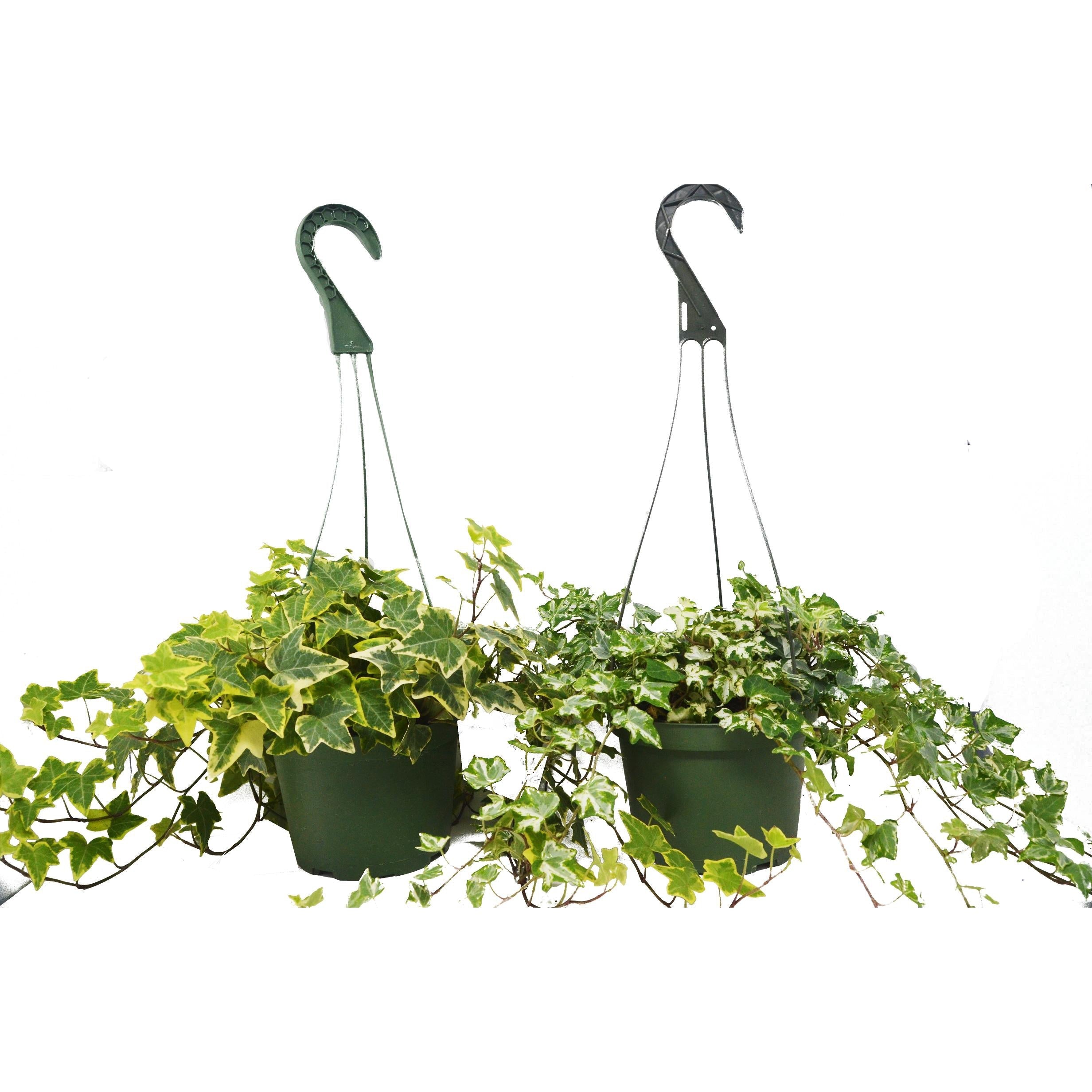 2 English Ivy Variety Pack - FREE Care Guide - 6" Hanging Pot - Holiday Corner