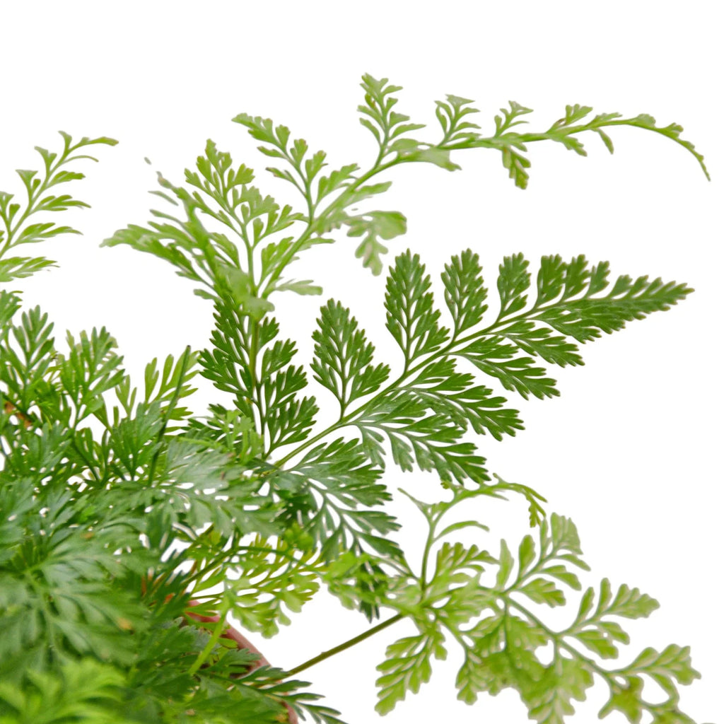 Rabbit's Foot Fern - Holiday Corner