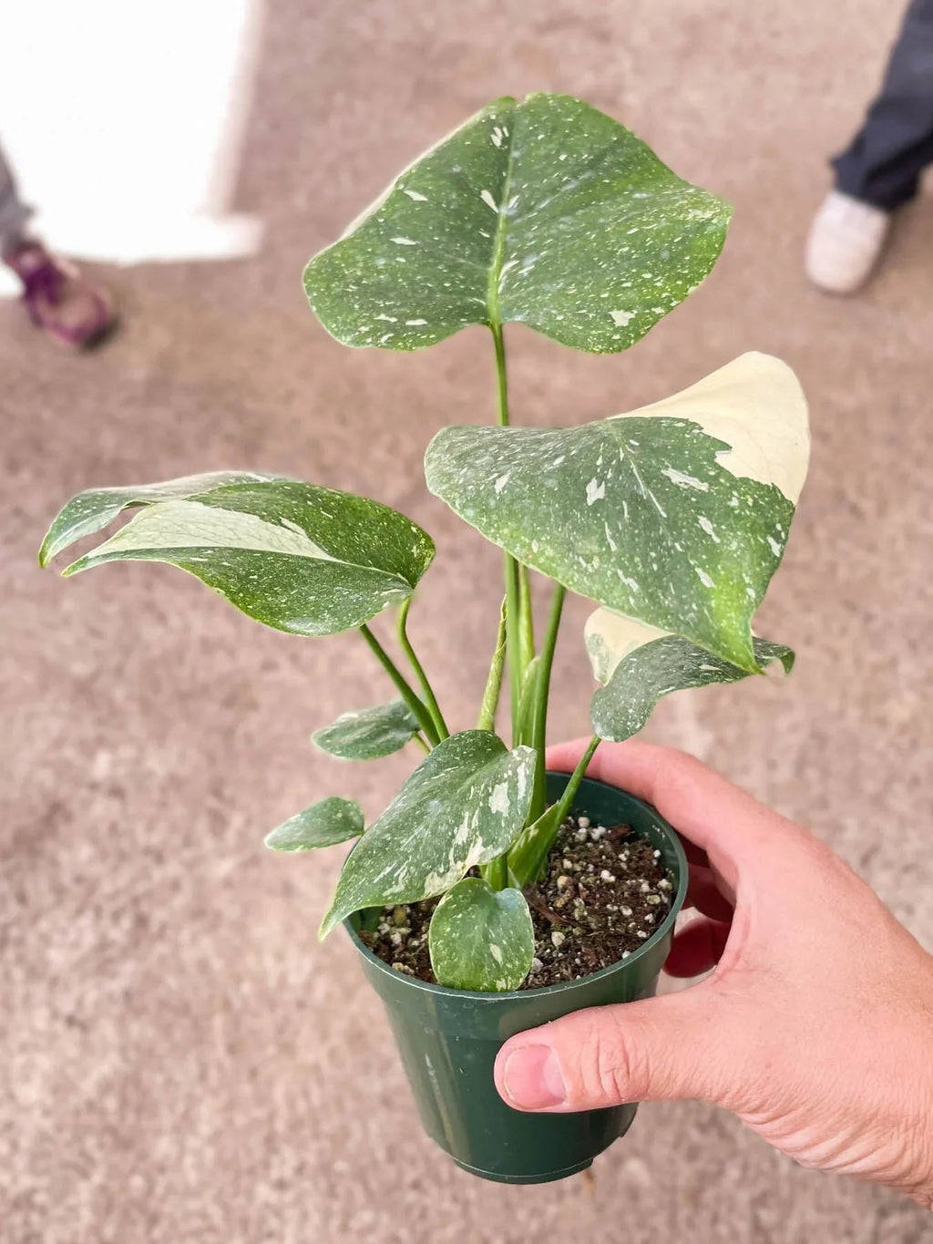 Monstera 'Thai Constellation' - Holiday Corner