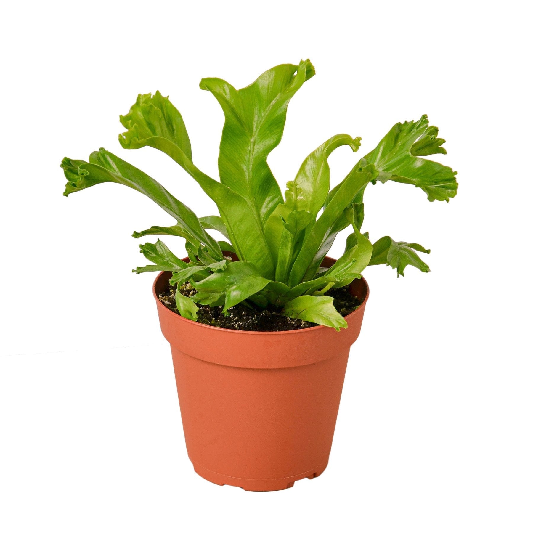 Bird's Nest 'Leslie' Fern - Holiday Corner