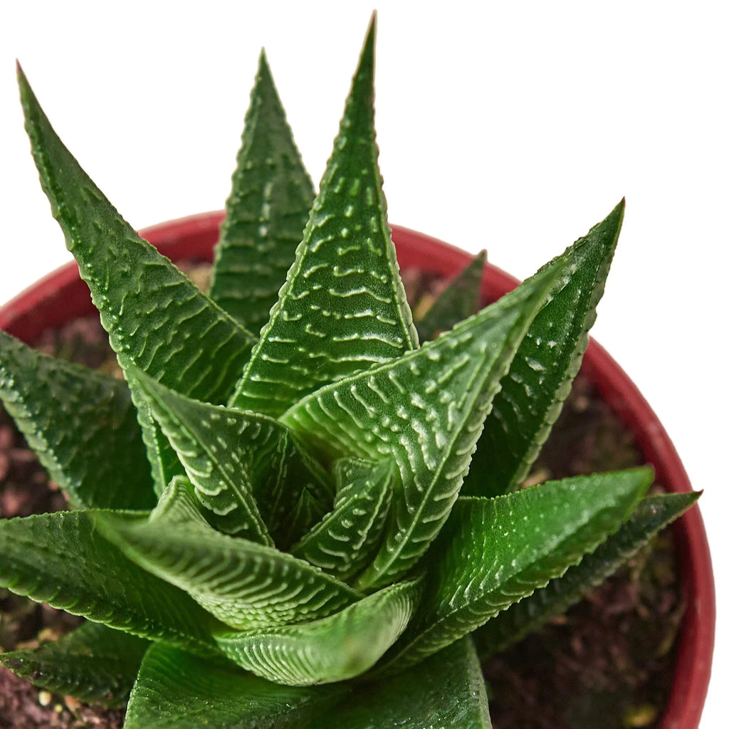 Fairy Washboard Haworthia - Holiday Corner