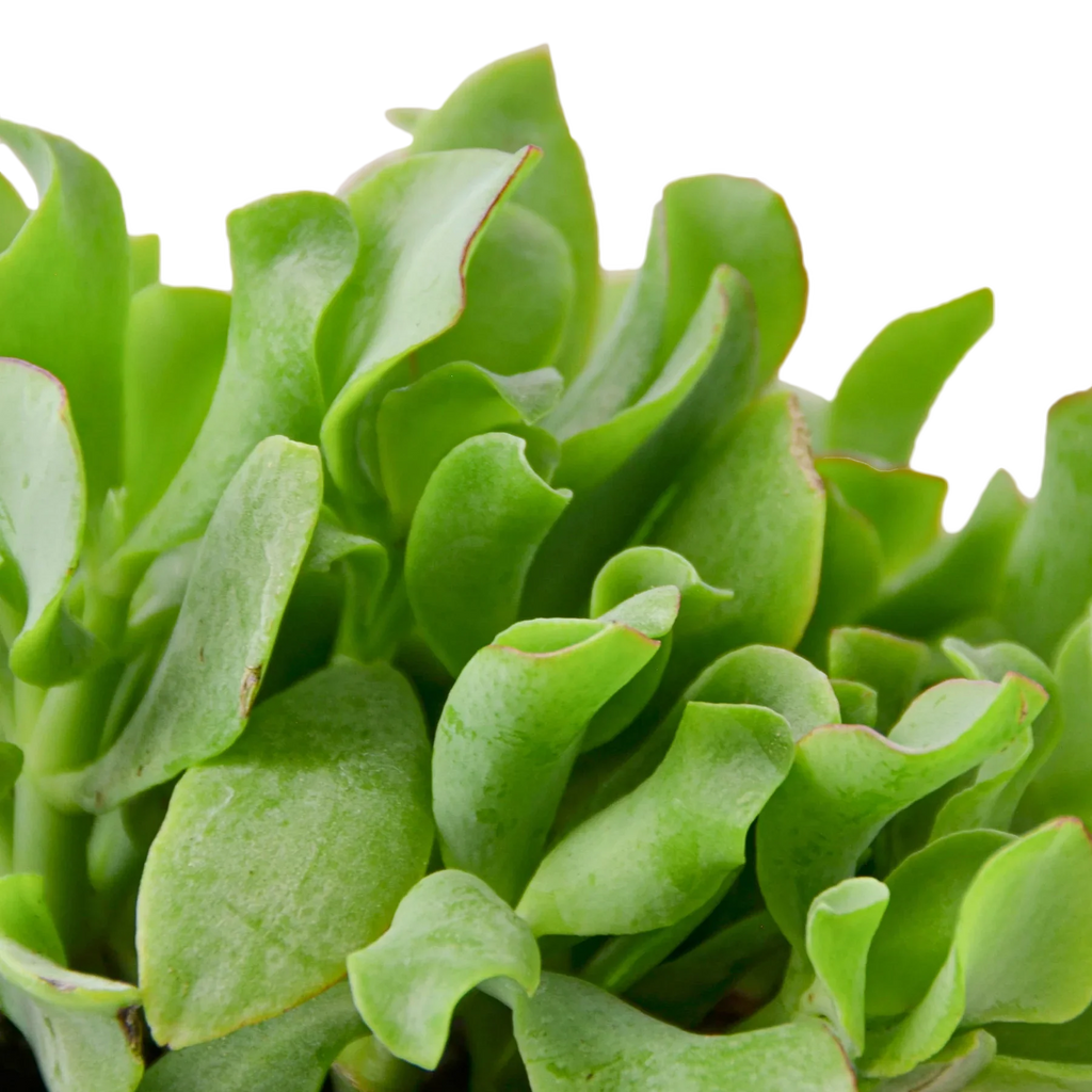 Ripple Jade Succulent - Holiday Corner