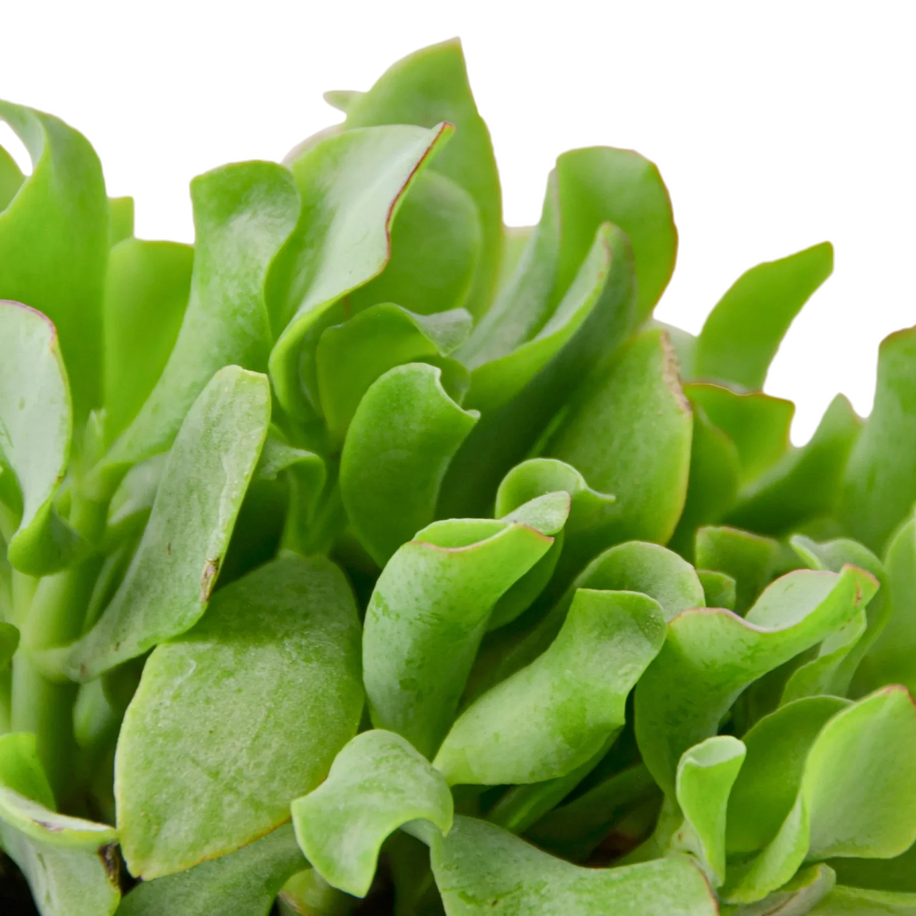 Ripple Jade Succulent - Holiday Corner