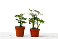 2 Different Schefflera Plants Variety Pack - 4" Pot - Holiday Corner
