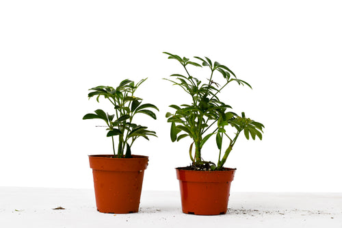2 Different Schefflera Plants Variety Pack - 4" Pot - Holiday Corner