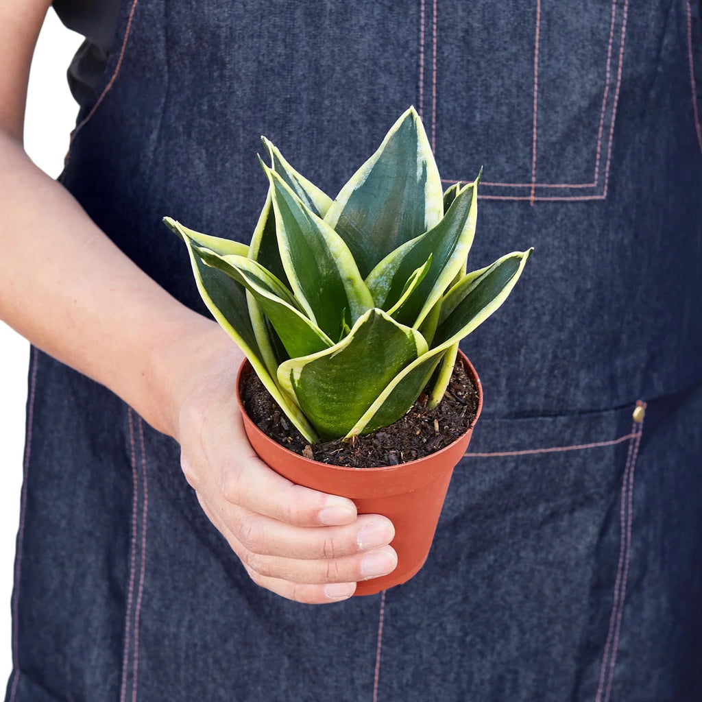 Snake Plant Black Gold - Holiday Corner