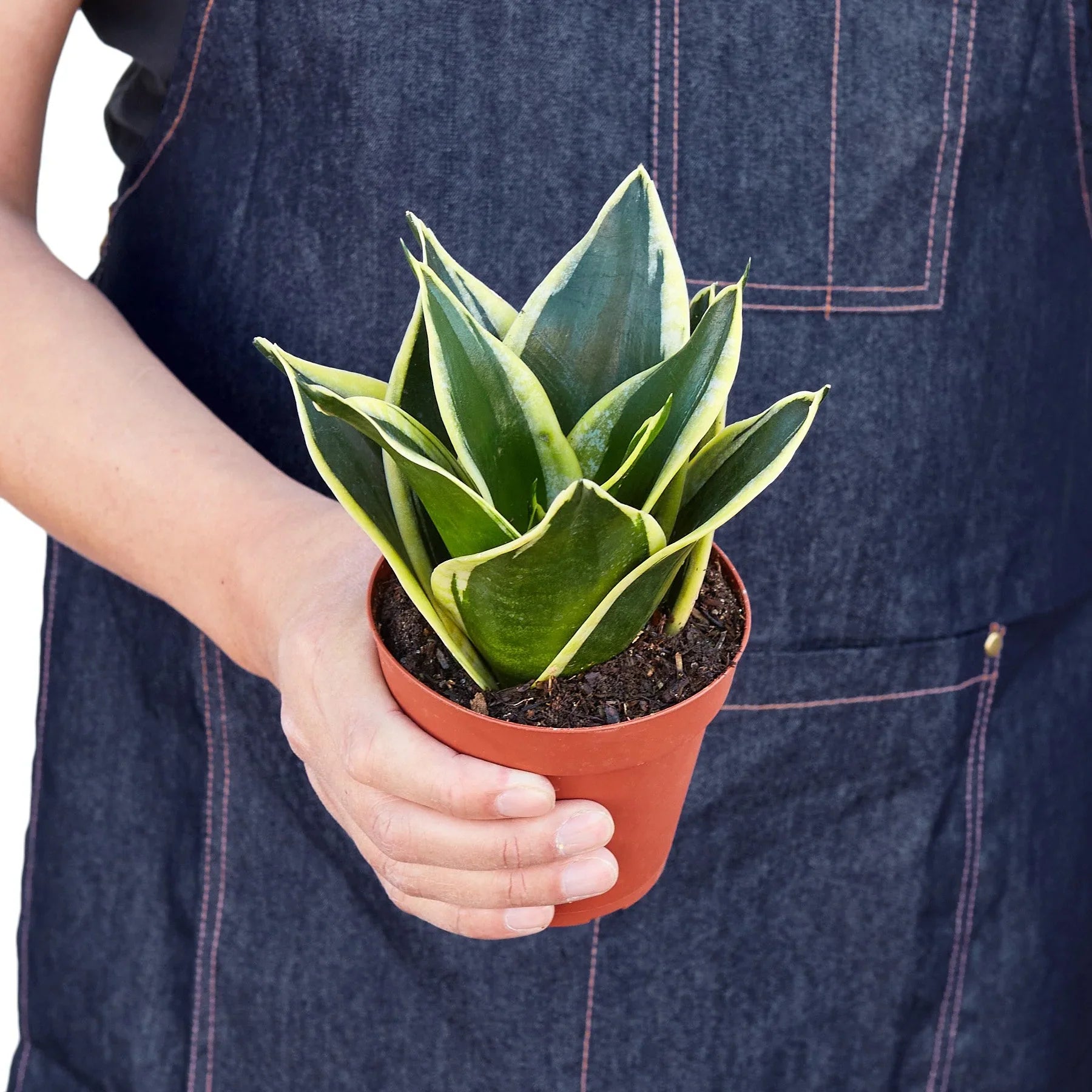 Snake Plant Black Gold - Holiday Corner
