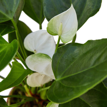 Anthurium 'White' - Holiday Corner
