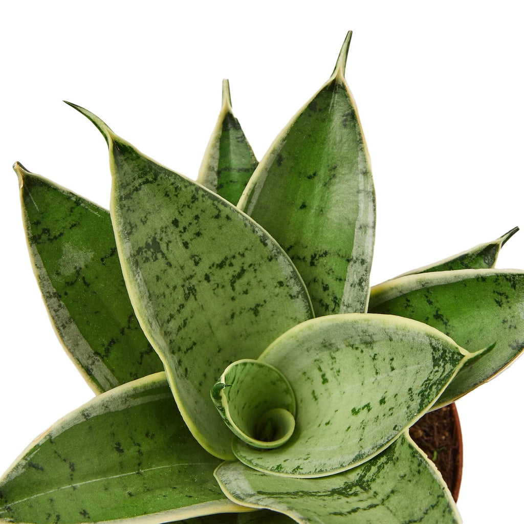Snake Plant Starlight - Holiday Corner
