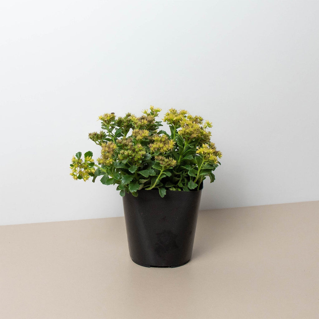 Sedum Little Miss Sunshine - Holiday Corner