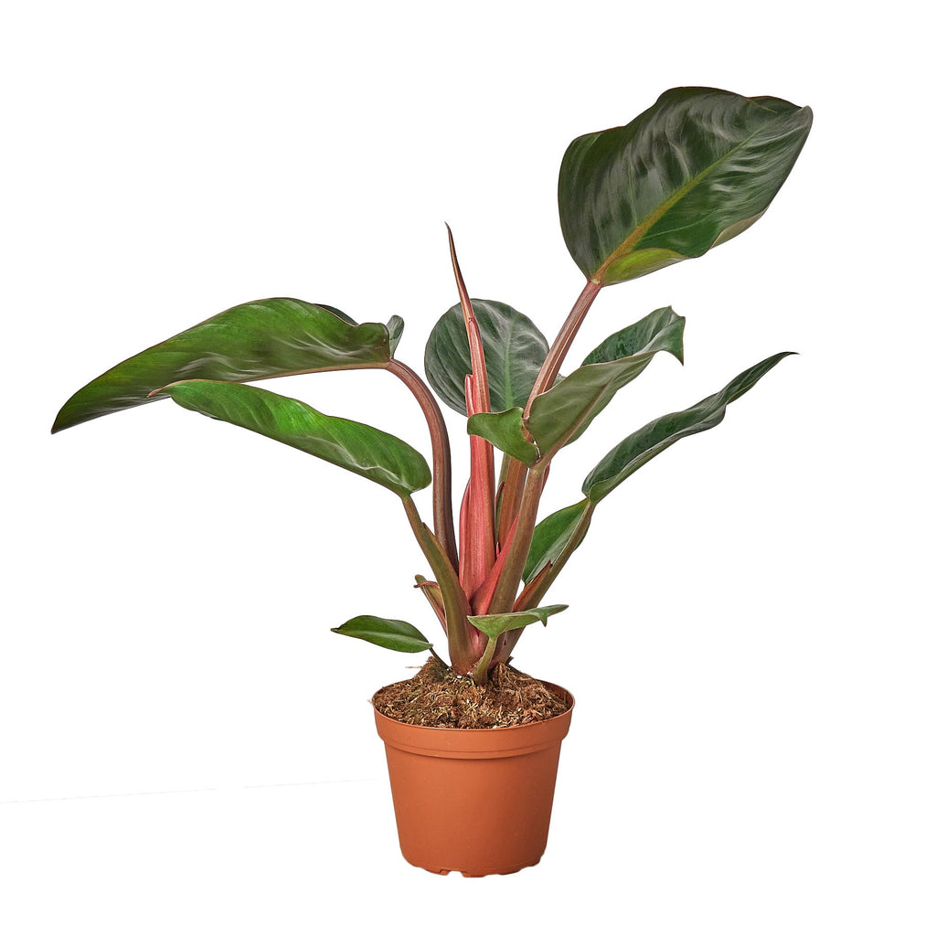 Philodendron 'Congo Rojo' - Holiday Corner