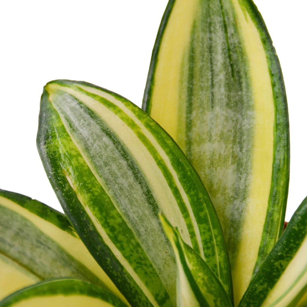Snake Plant Gold Hahnii - Holiday Corner