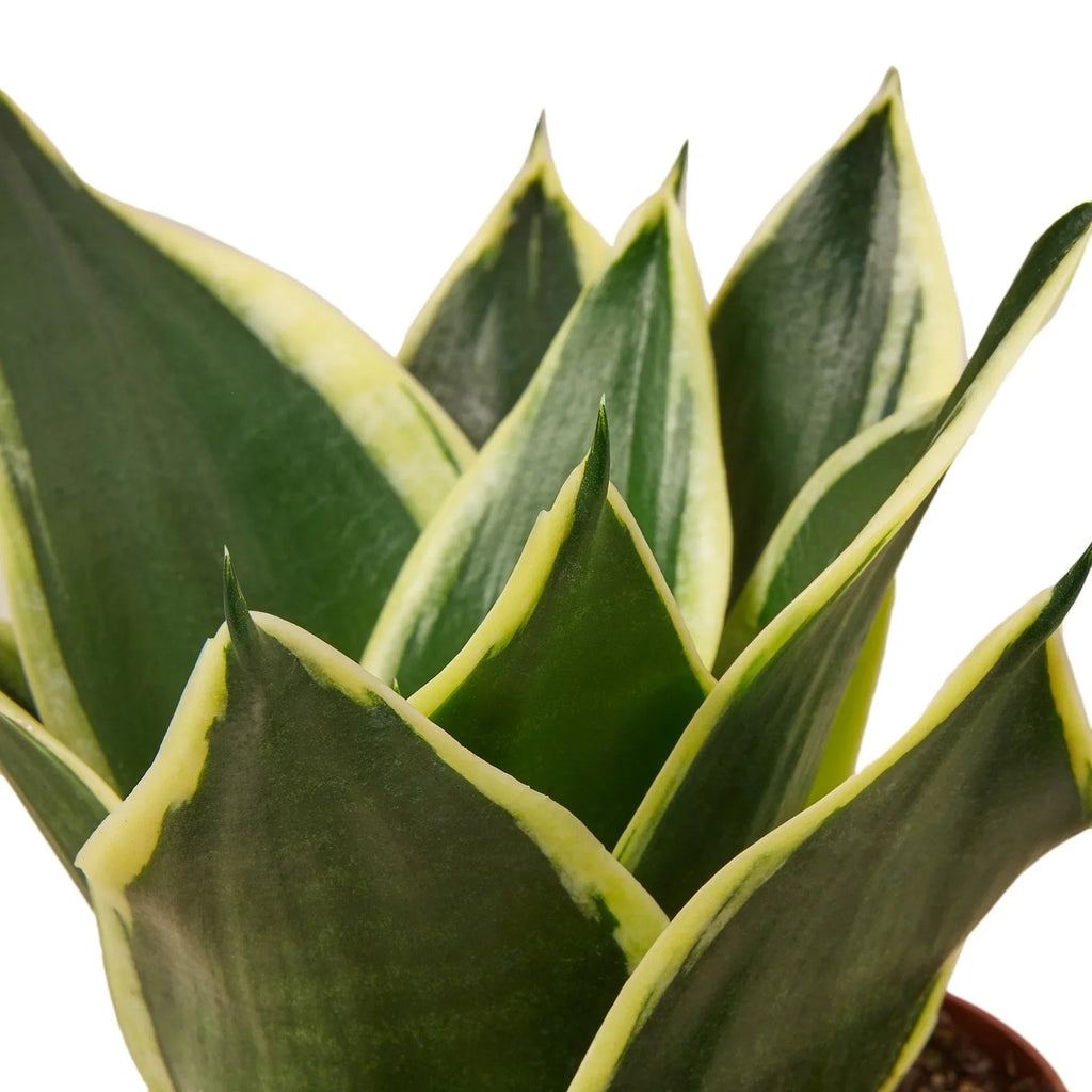 Snake Plant Black Gold - Holiday Corner