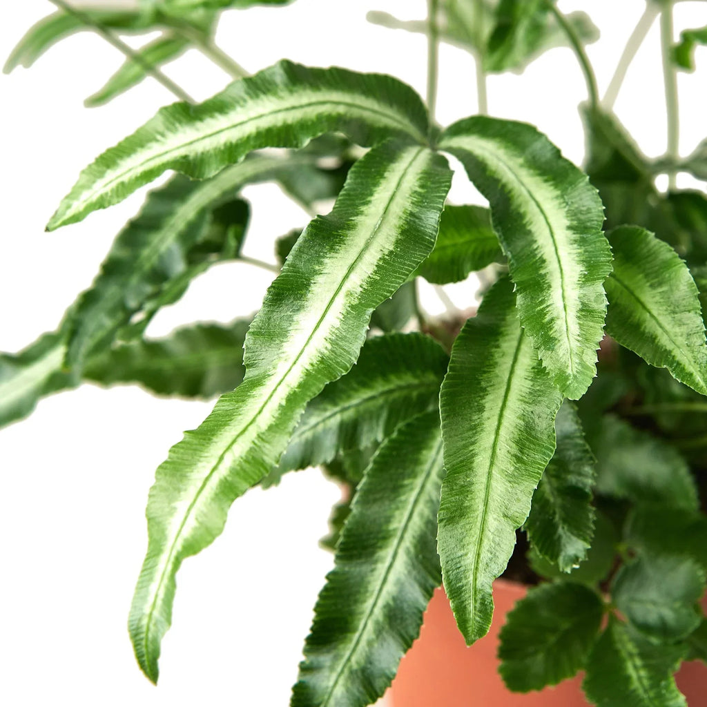 Pteris Cretica 'Albo Fern' - Holiday Corner
