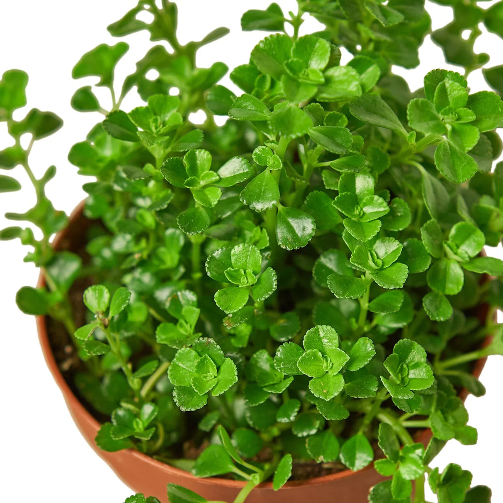 Nettle 'Baby's Tear' - Holiday Corner