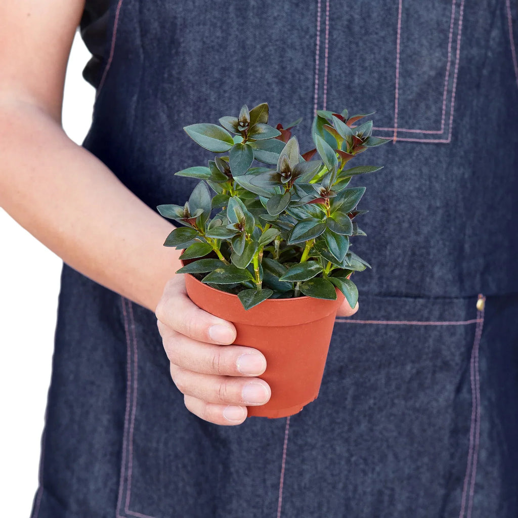 Nematanthus Black Goldfish Plant - Holiday Corner