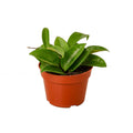 Hoya Carnosa - 4" Pot - NURSERY POT ONLY - Holiday Corner