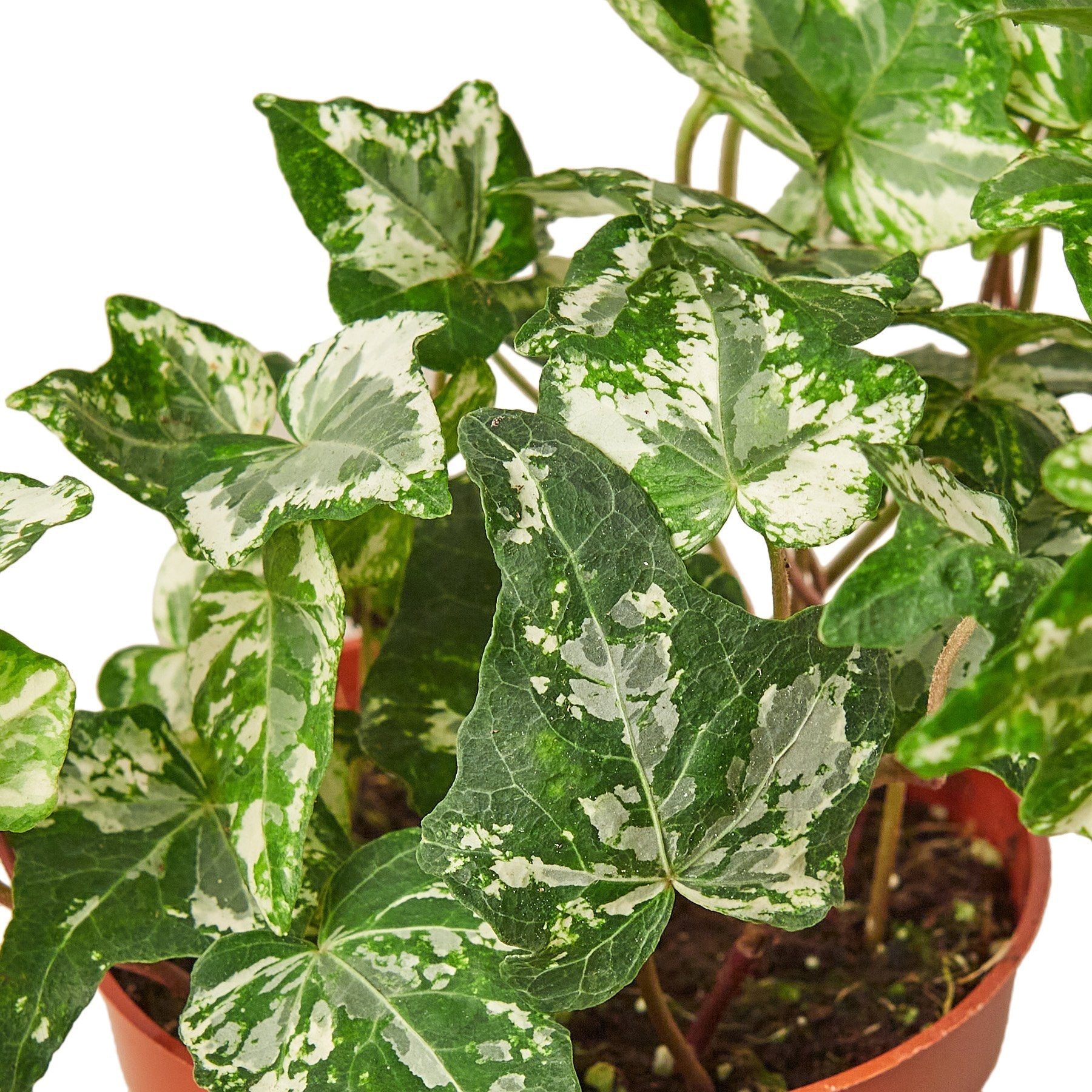 English Ivy 'Kolibre' - Holiday Corner