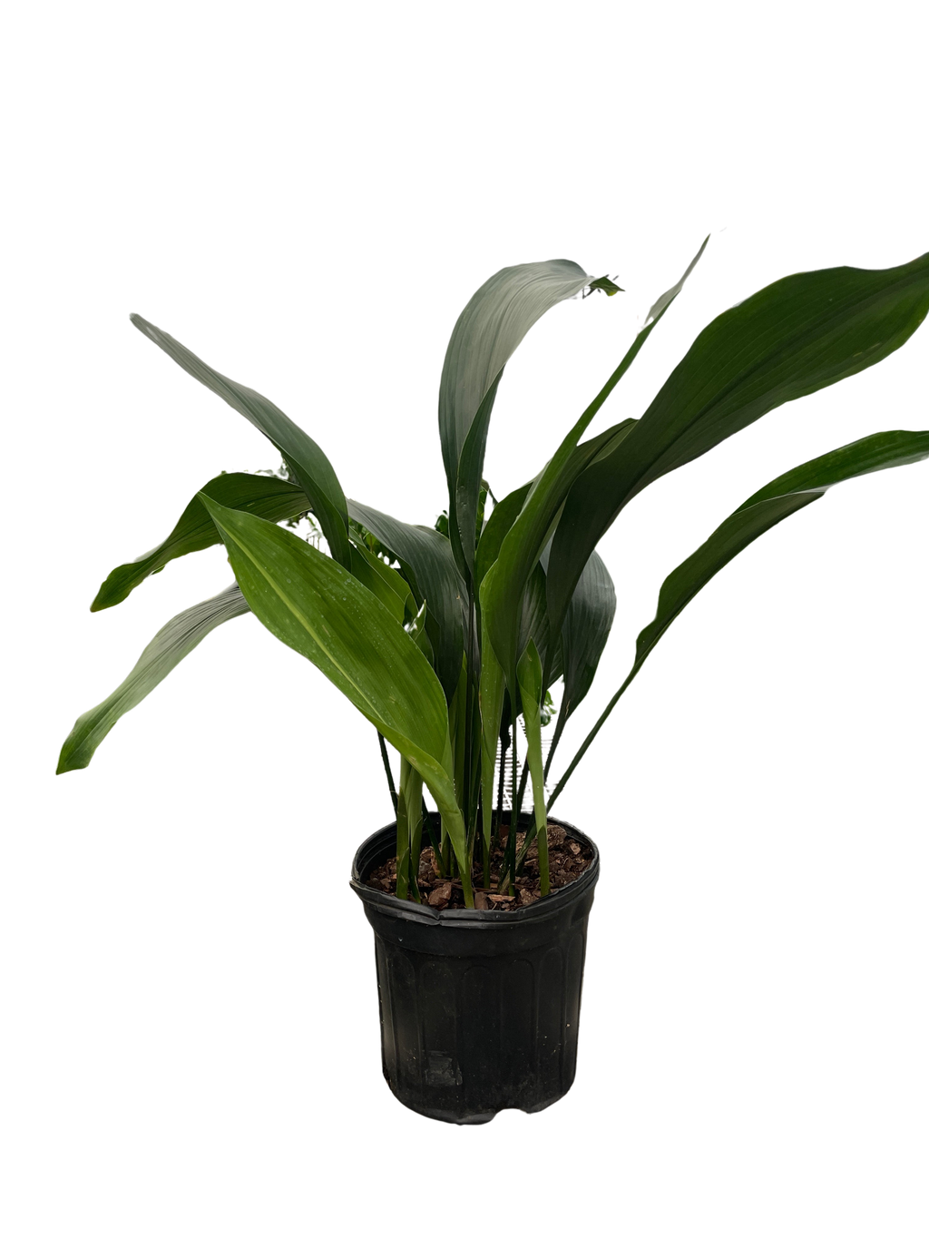 Aspidistra 'Cast Iron' - Holiday Corner