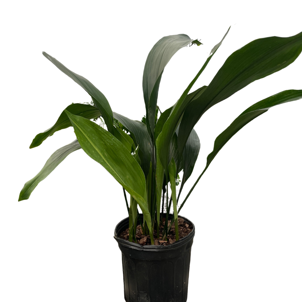 Aspidistra 'Cast Iron' - Holiday Corner