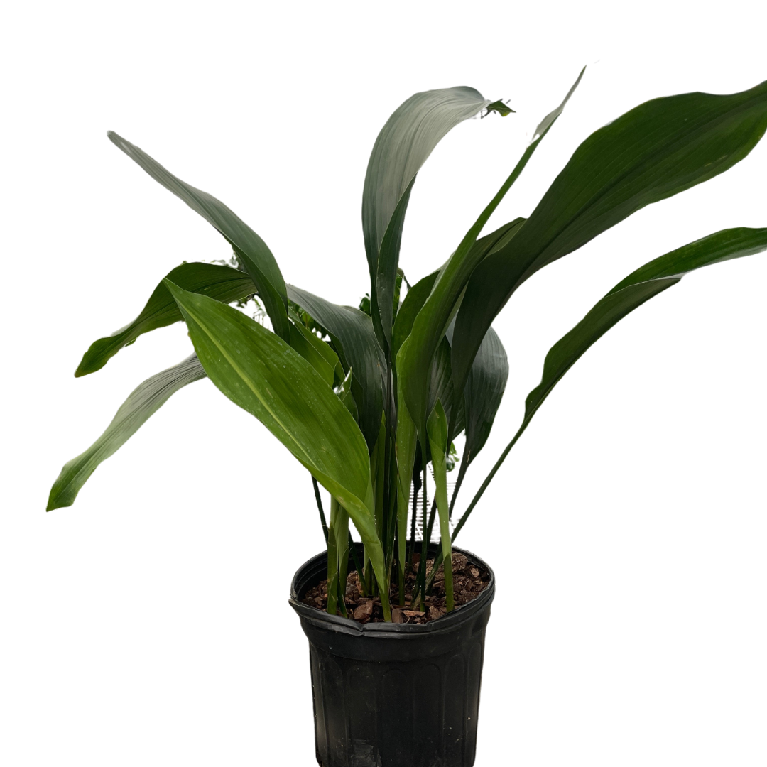 Aspidistra 'Cast Iron' - Holiday Corner