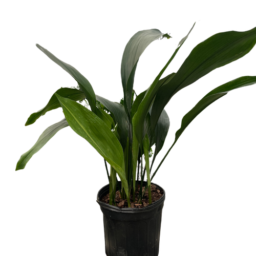 Aspidistra 'Cast Iron' - Holiday Corner
