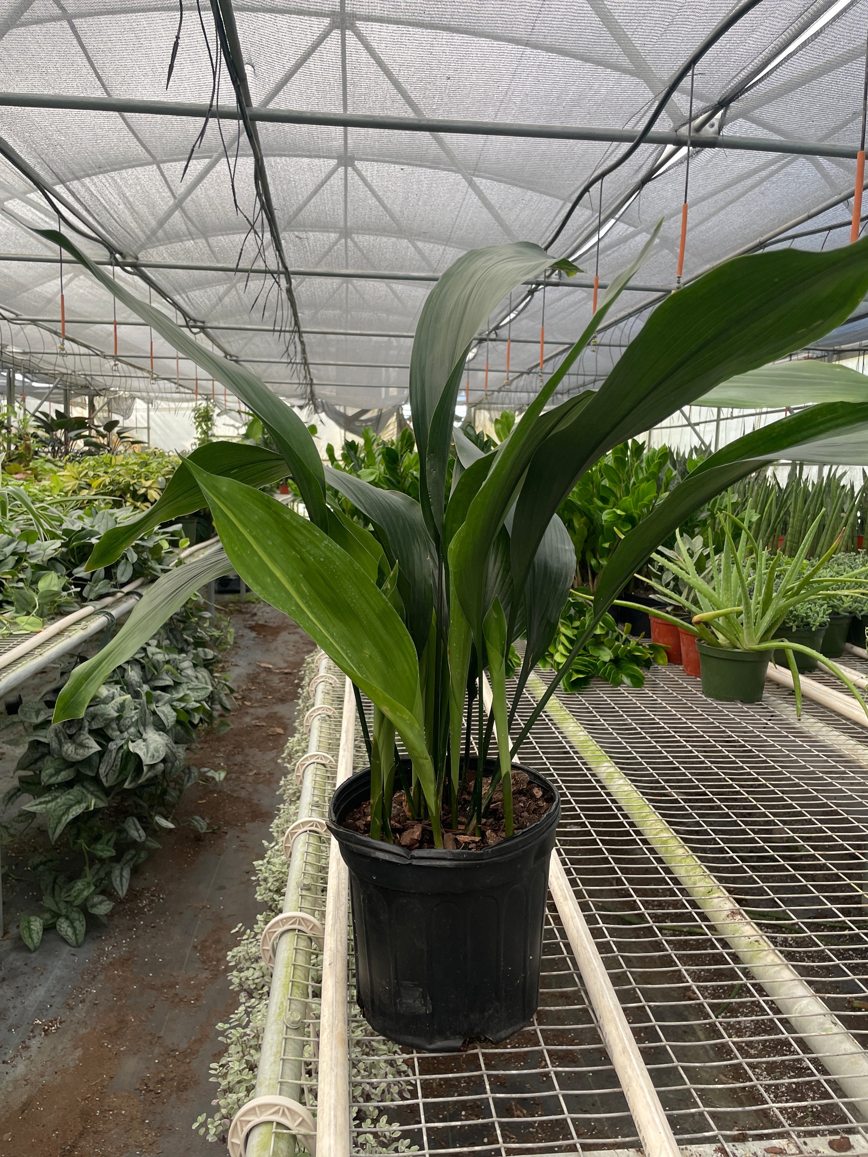 Aspidistra 'Cast Iron' - Holiday Corner