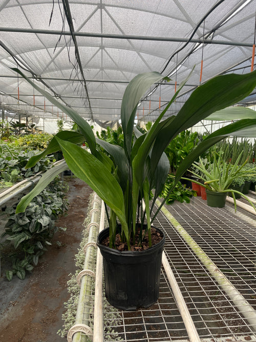 Aspidistra 'Cast Iron' - Holiday Corner