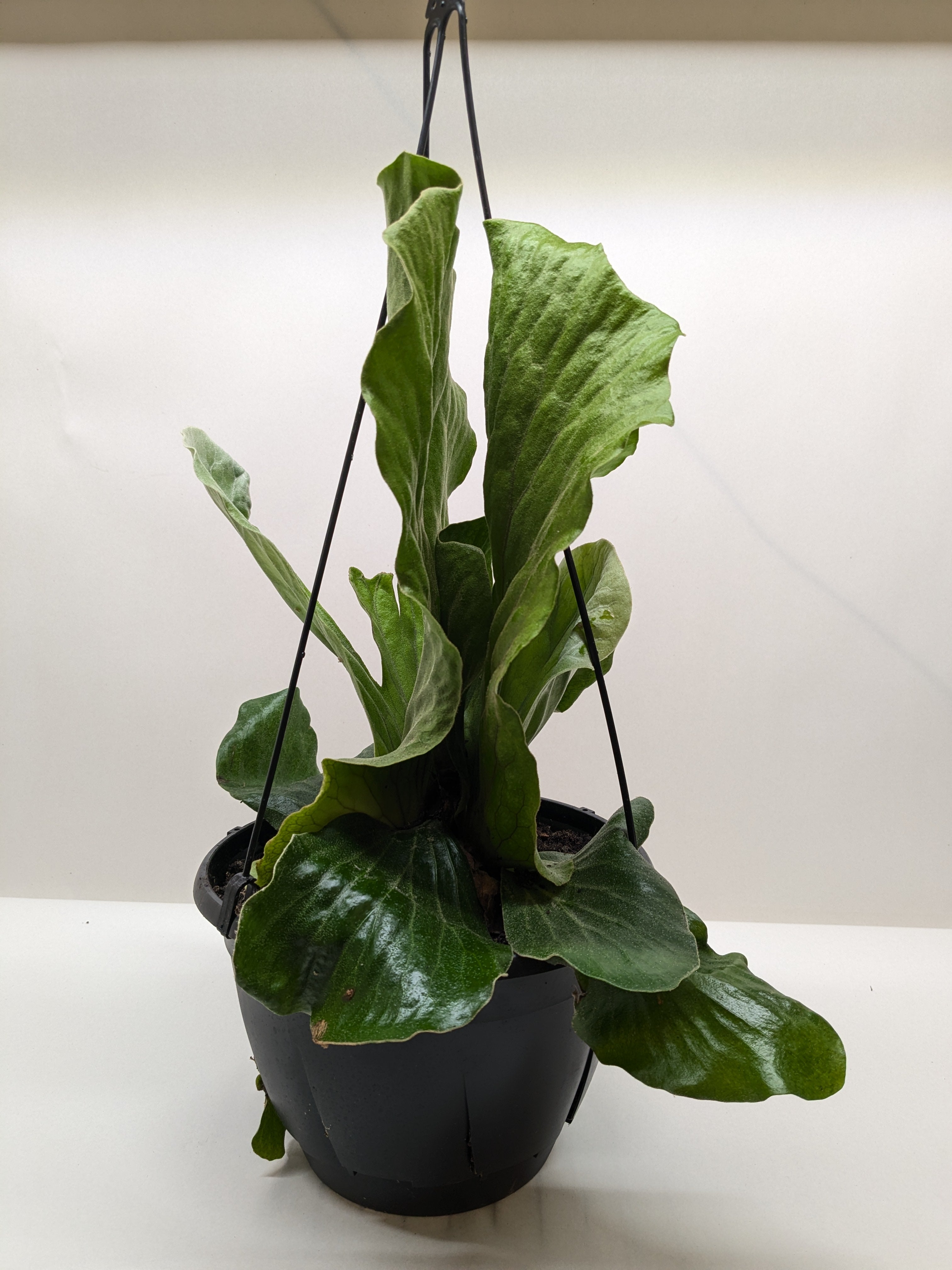 Fern 'Elephant' - Holiday Corner