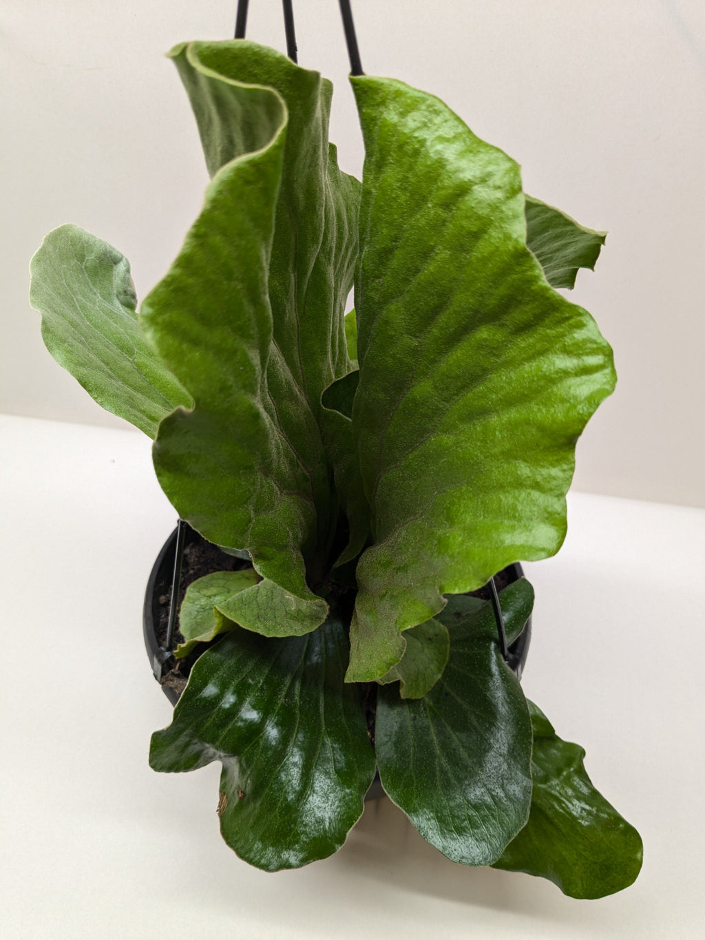 Fern 'Elephant' - Holiday Corner