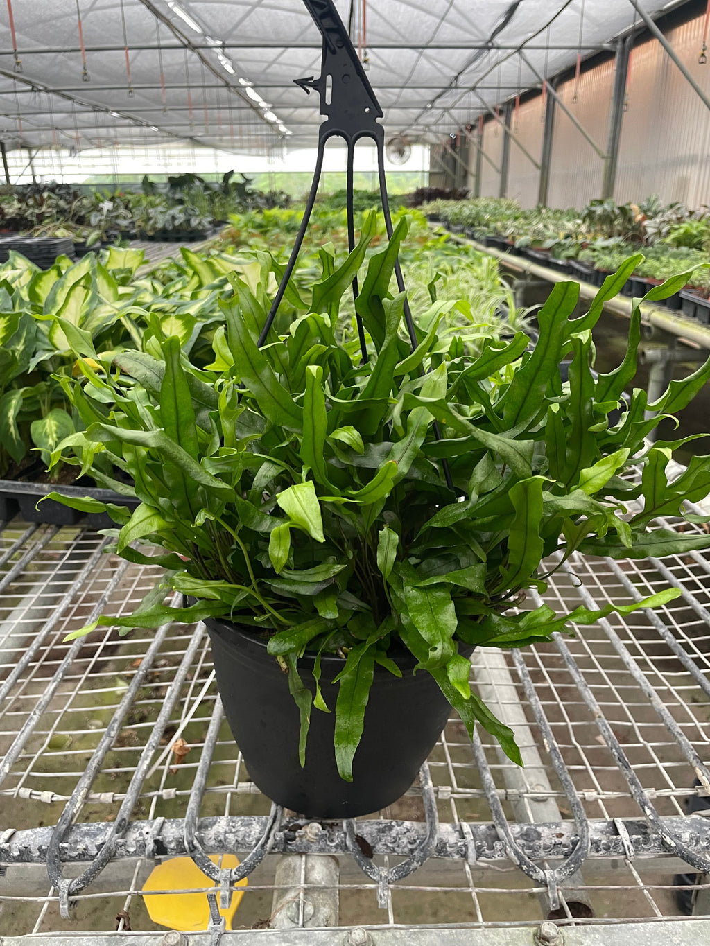 Fern 'Kangaroo Paw' - Holiday Corner