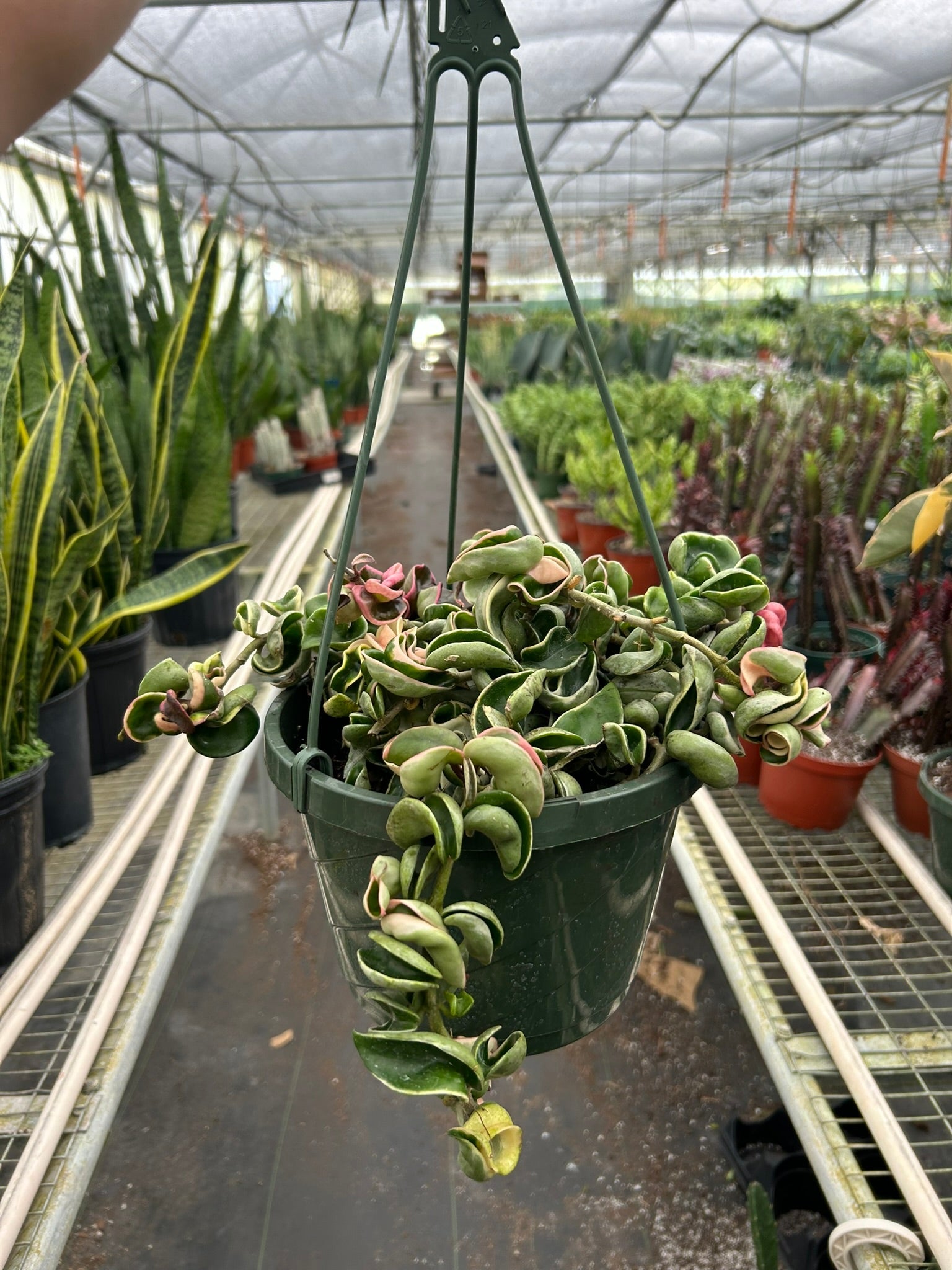 Hoya 'Rope Plant' Variegated - Holiday Corner