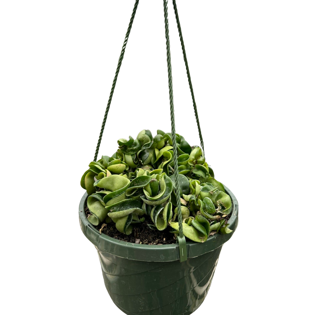 Hoya Rope Plant - Holiday Corner