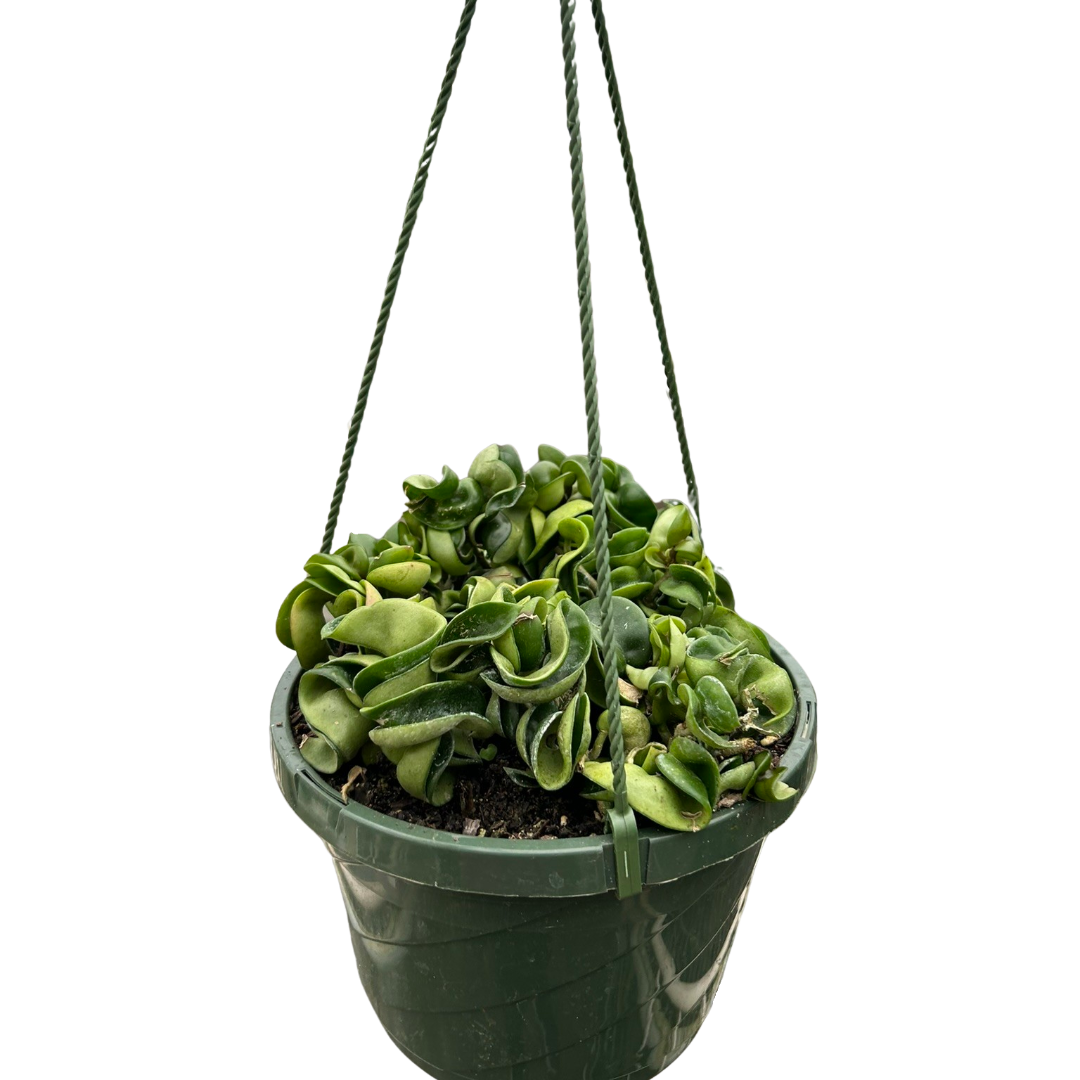 Hoya Rope Plant - Holiday Corner