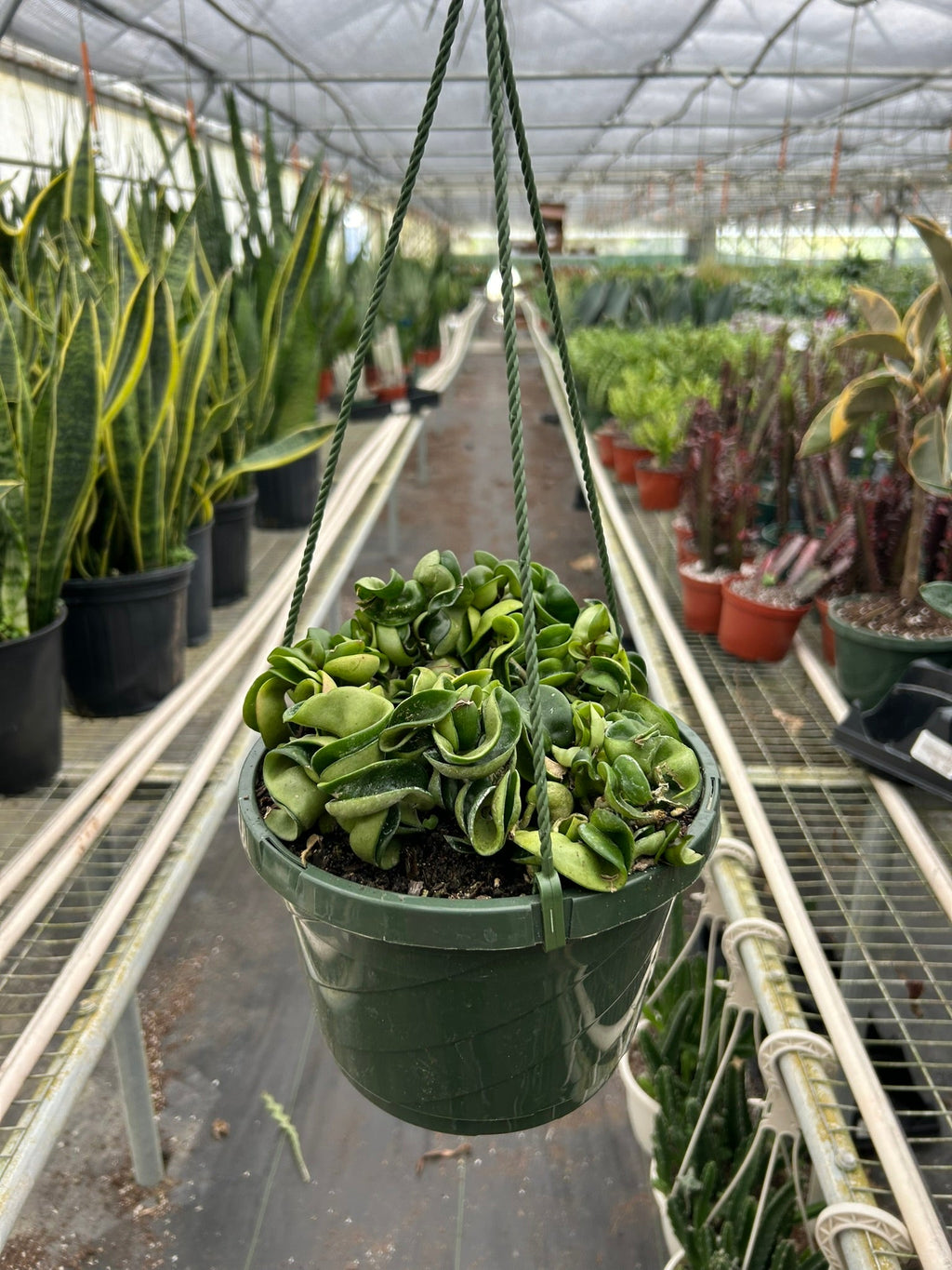 Hoya Rope Plant - Holiday Corner