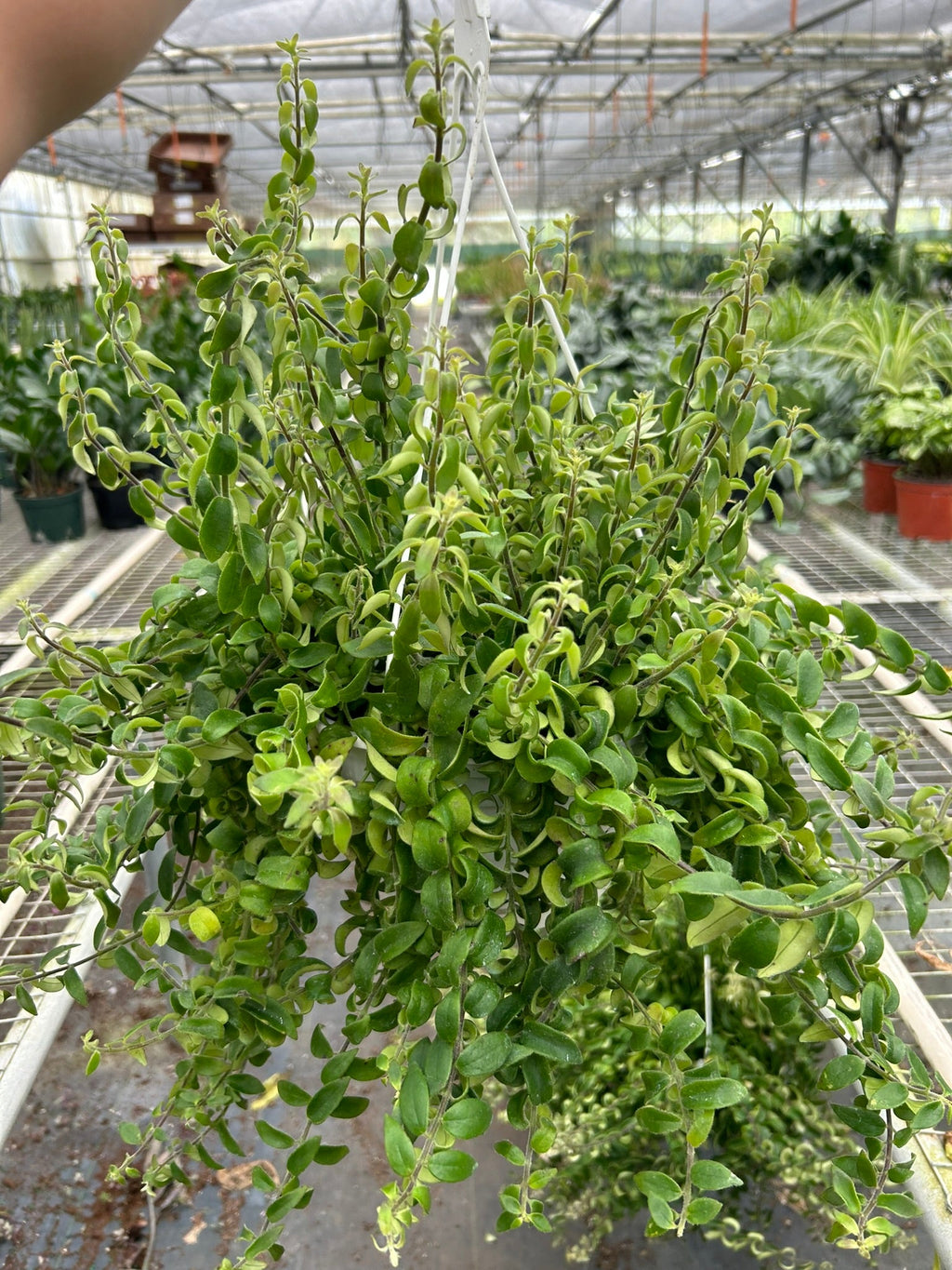 Curly Lipstick Plant - Holiday Corner