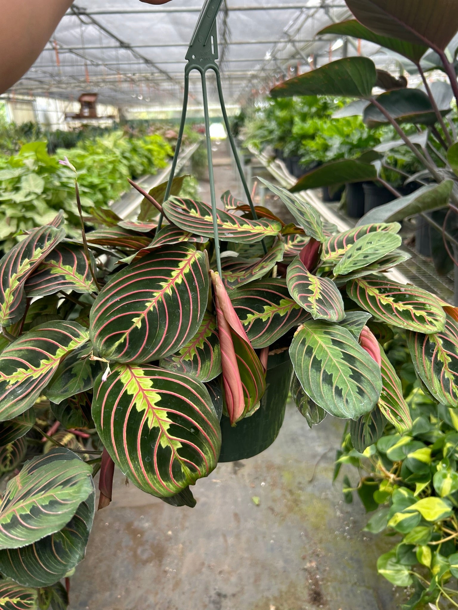 Maranta Red Prayer - Holiday Corner
