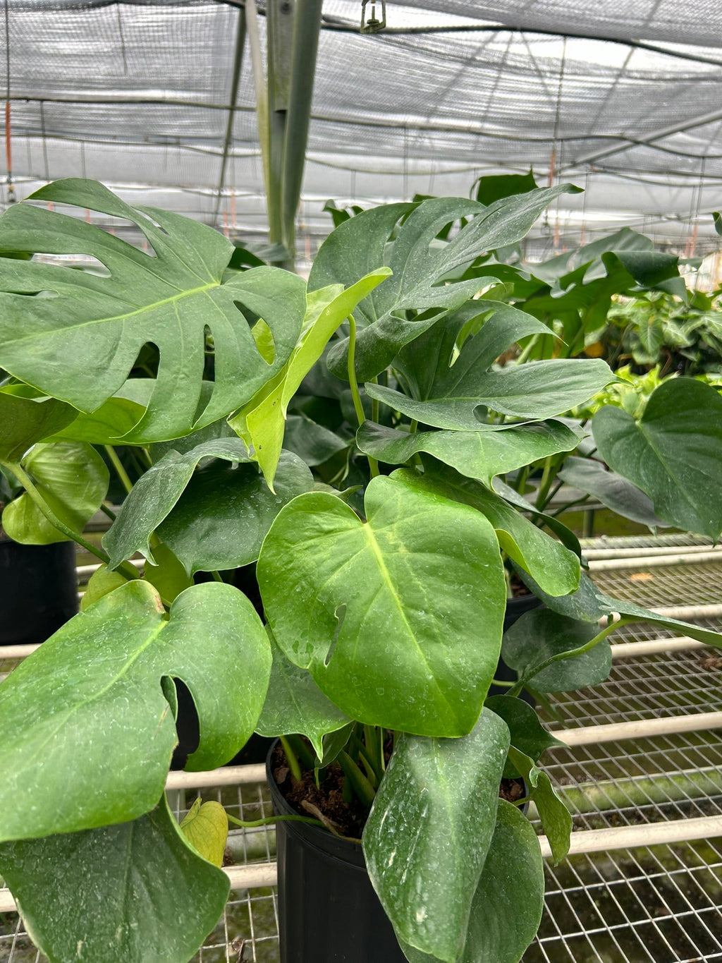 Philodendron Monstera Split-Leaf - Holiday Corner